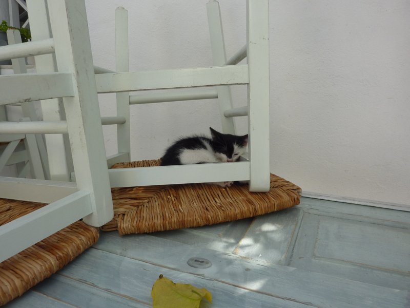 Chat dormant paisiblement à Paros
