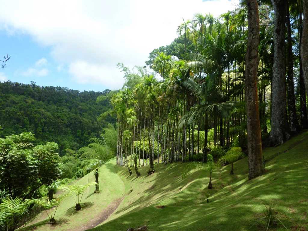 balata, martinique
