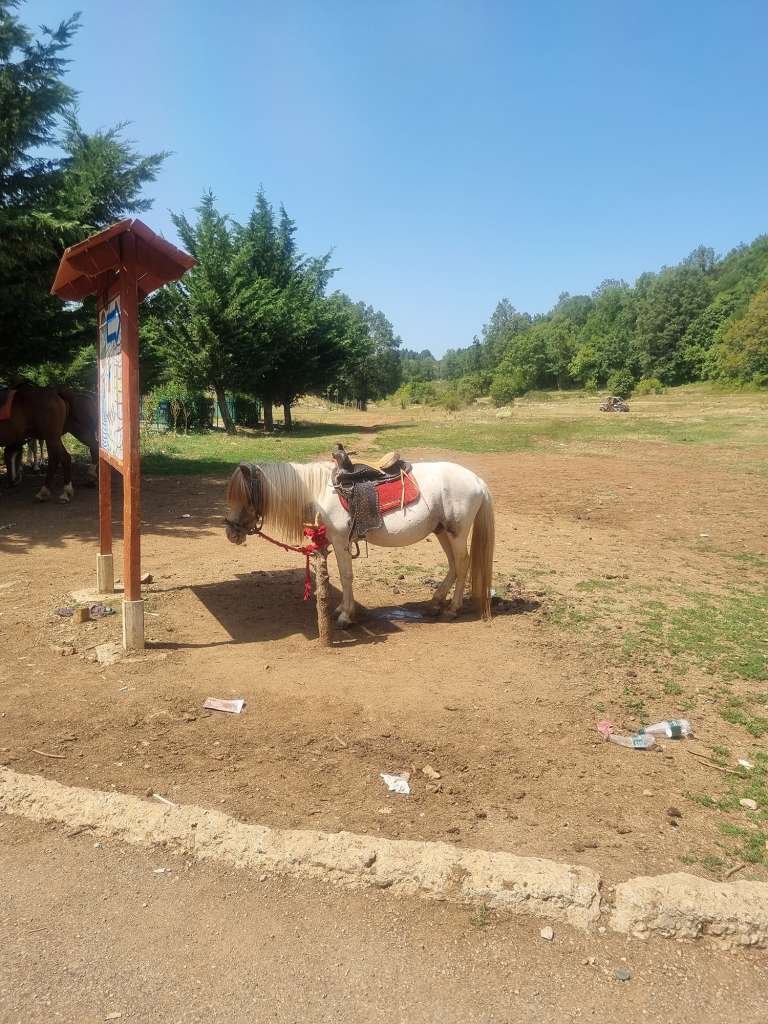 Poney sur le Mont Dajti, Tirana